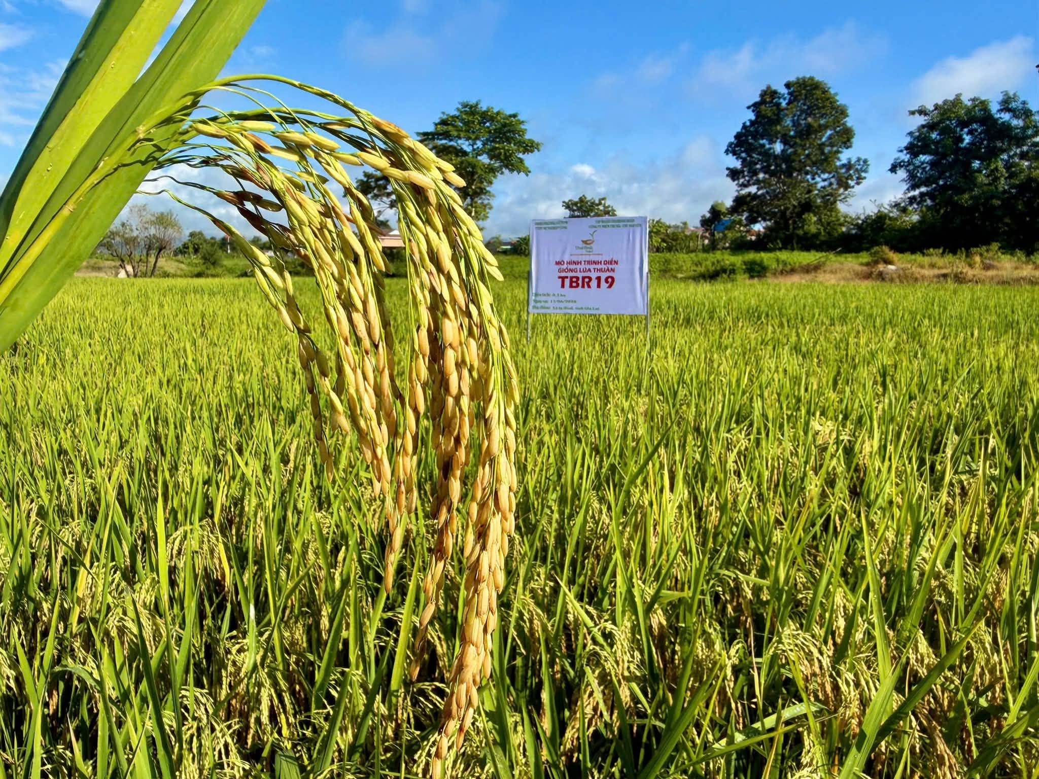 TƯỞNG PHẢI BỎ RUỘNG, AI NGỜ TBR19 LẠI LÊN XANH, TRỔ DÀY, BỘI THU!