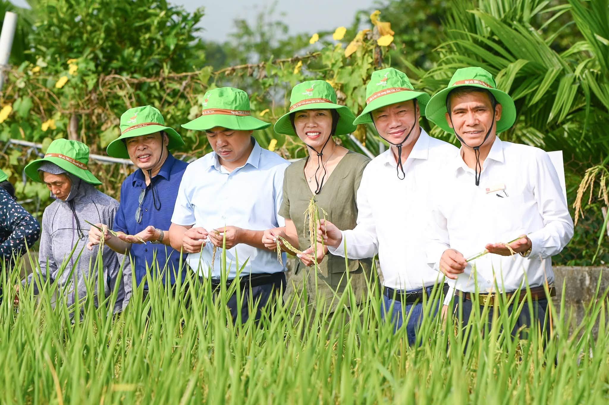 “BÔNG TO DÀI ĐẸP NHƯ NÀY, VỤ NÀY DÂN CHÚNG TÔI ĐỔI HẾT SANG TRỒNG GIỐNG LÚA TBR19 CÔ Ạ!”