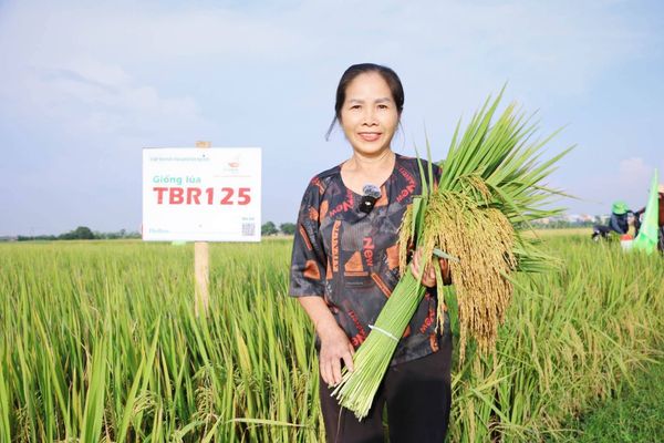 TBR125 – TBR88: HAI GIỐNG LÚA THÍCH ỨNG BIẾN ĐỔI KHÍ HẬU, ĐANG ĐƯỢC ĐÁNH GIÁ CAO TRÊN ĐỒNG RUỘNG HƯNG YÊN