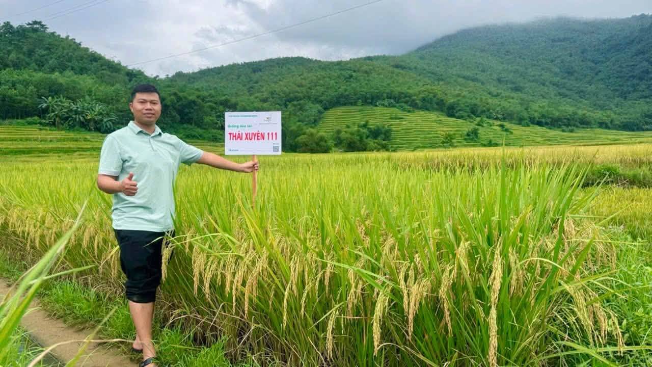 THÔN CHA CHÚNG TÔI, VỤ NÀY THÁI XUYÊN 111 ĐẸP VÀ NĂNG SUẤT DẪN ĐẦU BẢNG RỒI CÁC CHÚ ƠI!”