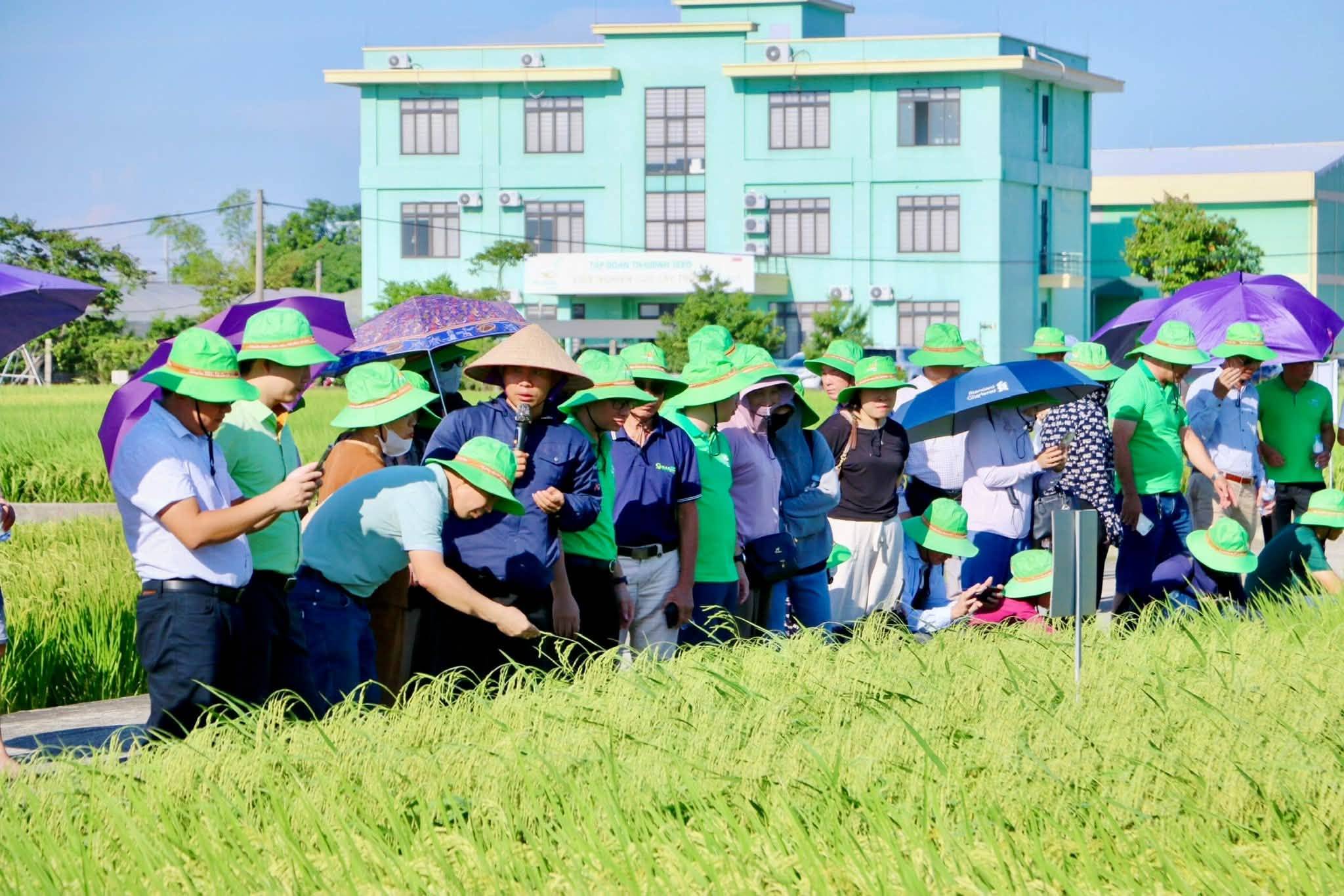 TRƯỚC GIỜ RA MẮT, ĐẠI LÝ – KHÁCH HÀNG TRỰC TIẾP “MẮT THẤY, TAY CHỈ” 5 GIỐNG LÚA MỚI CỦA THAIBINH SEED