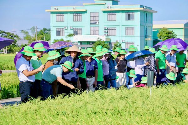 TRƯỚC GIỜ RA MẮT, ĐẠI LÝ – KHÁCH HÀNG TRỰC TIẾP “MẮT THẤY, TAY CHỈ” 5 GIỐNG LÚA MỚI CỦA THAIBINH SEED