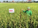 BỘ GIỐNG LÚA THAIBINH SEED: SẴN SÀNG BƯỚC VÀO VỤ ĐÔNG XUÂN 2026-2027 CÙNG BÀ CON NÔNG DÂN.