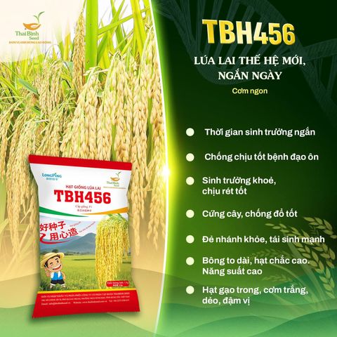 BÀ CON MÌNH CẦN GÌ Ở MỘT GIỐNG LÚA?