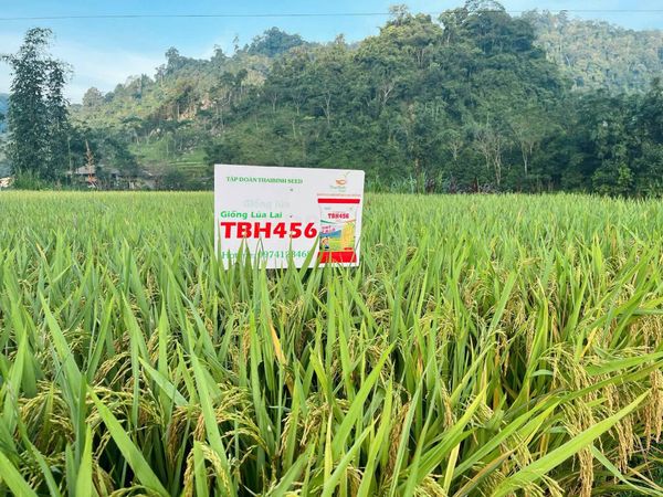 VỀ THÁI NGUYÊN XEM TBH456 “GHI ĐIỂM XUẤT SẮC ” TRÊN ĐỒNG RUỘNG.