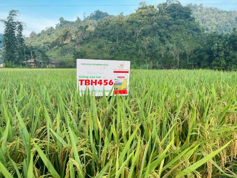 VỀ THÁI NGUYÊN XEM TBH456 “GHI ĐIỂM XUẤT SẮC ” TRÊN ĐỒNG RUỘNG.