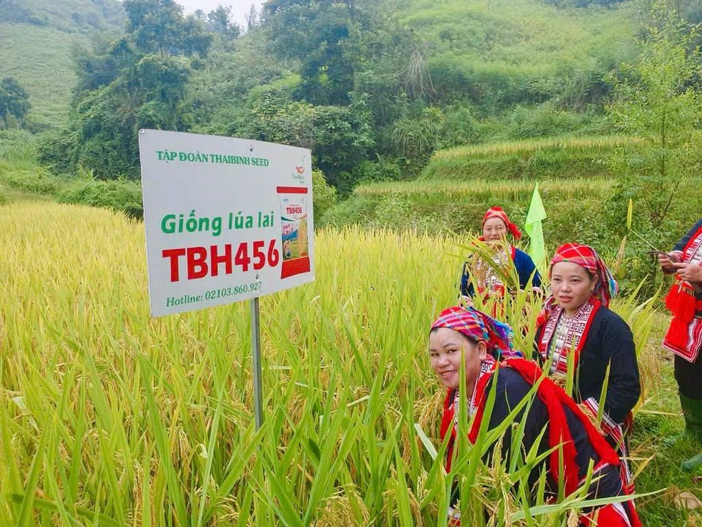 LÚA ĐƯỢC MÙA, CÁ ĐƯỢC VỤ – TBH456 “GHI ĐIỂM” TRÊN RUỘNG BẬC THANG NẬM DỊCH.