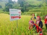 LÚA ĐƯỢC MÙA, CÁ ĐƯỢC VỤ – TBH456 “GHI ĐIỂM” TRÊN RUỘNG BẬC THANG NẬM DỊCH.