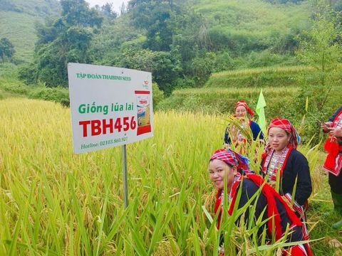 LÚA ĐƯỢC MÙA, CÁ ĐƯỢC VỤ – TBH456 “GHI ĐIỂM” TRÊN RUỘNG BẬC THANG NẬM DỊCH.
