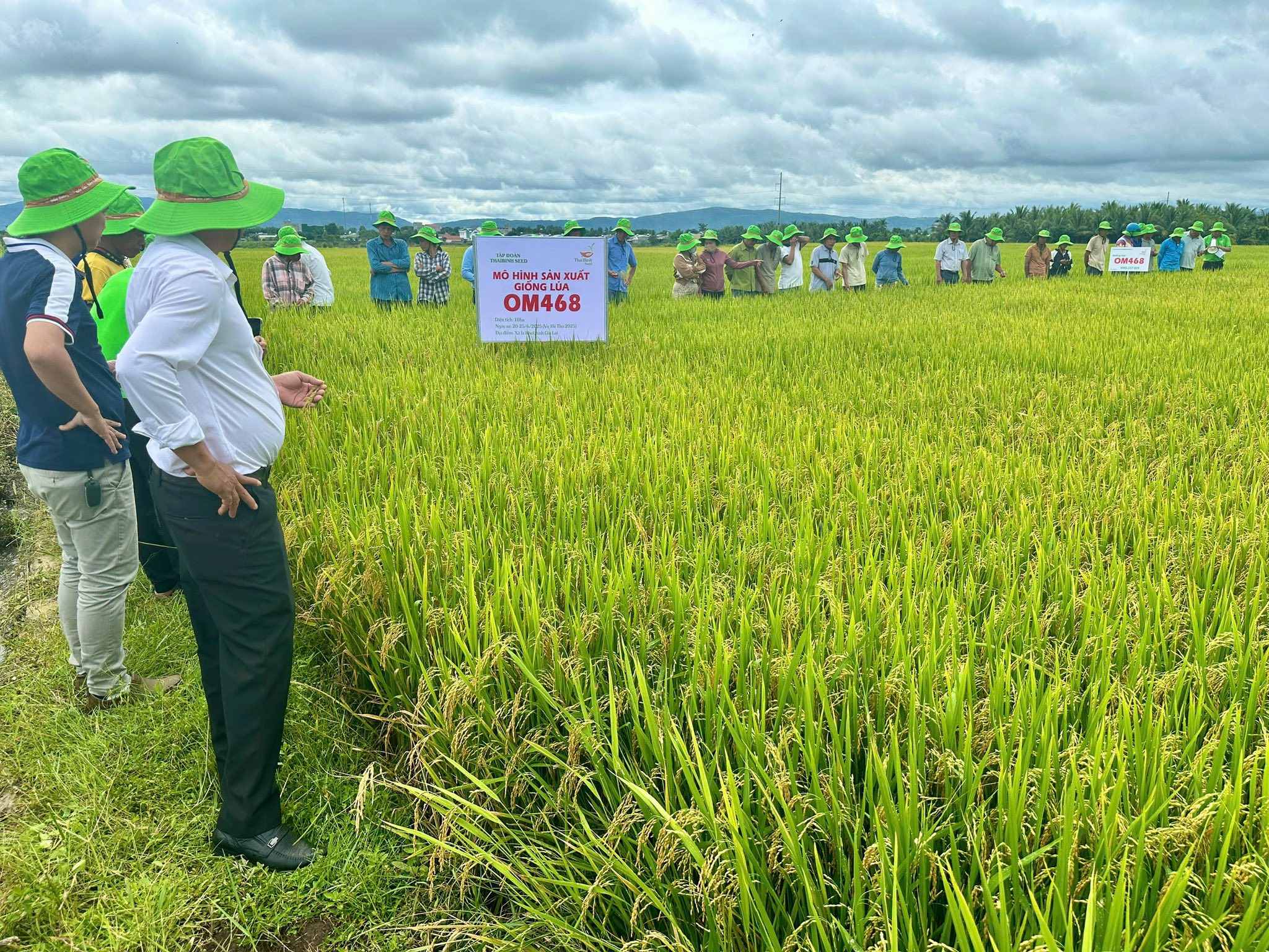 TỪ THỰC TẾ ĐỒNG RUỘNG KHẲNG ĐỊNH ƯU THẾ GIỐNG LÚA OM468 CỦA THAIBINH SEED.