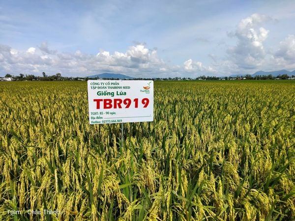 GIỐNG LÚA TBR919