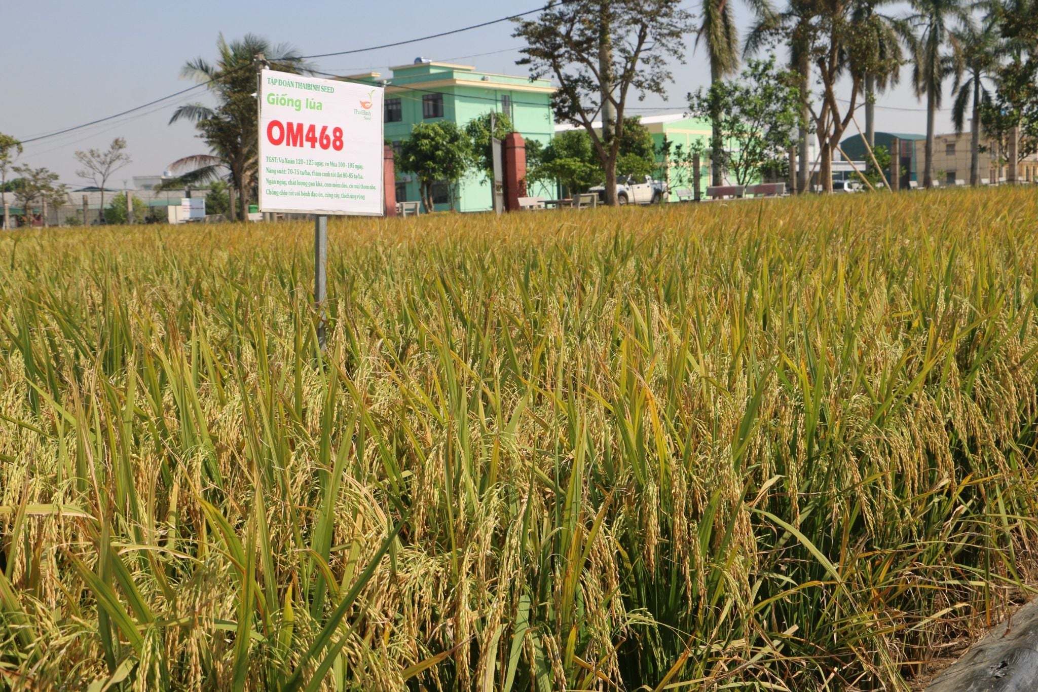 GIỐNG LÚA OM468