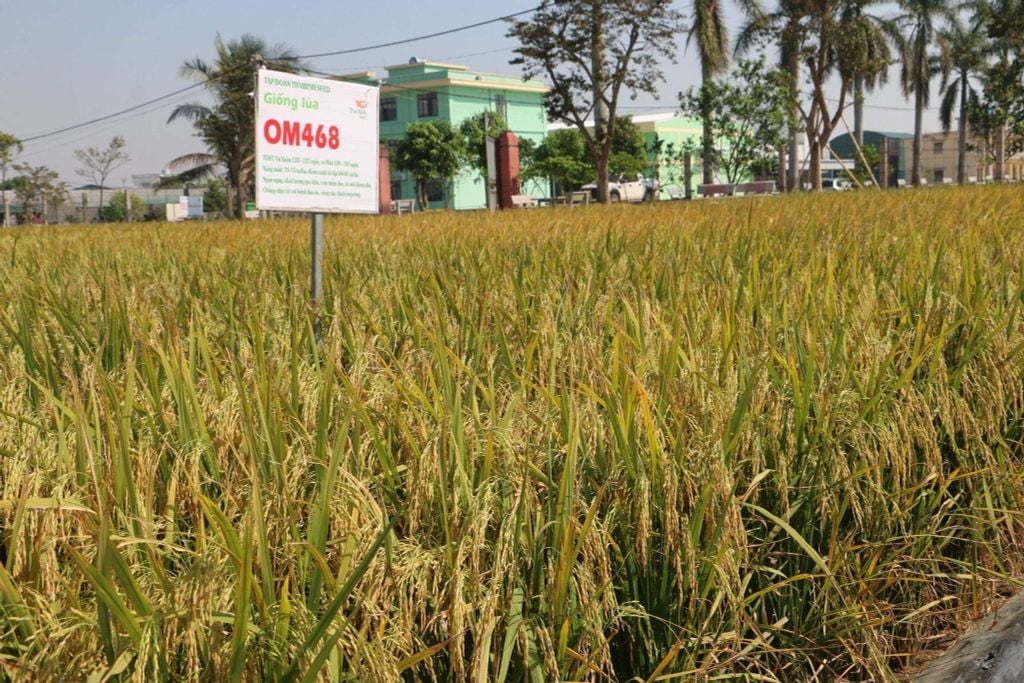 GIỐNG LÚA OM468