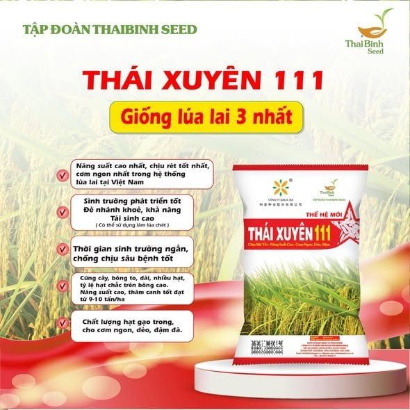 LÚA LAI THÁI XUYÊN 111: HÀNH TRÌNH NGHIÊN CỨU BÀI BẢN ĐẾN NHỮNG MÙA VÀNG BỘI THU.