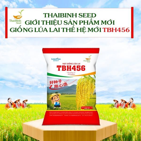 TẬP ĐOÀN THAIBINH SEED GIỚI THIỆU GIỐNG LÚA LAI HAI DÒNG THẾ HỆ MỚI – TBH456.