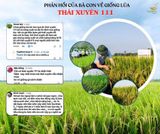 THÁI XUYÊN 111 – GIỐNG LÚA LAI ĐƯỢC BÀ CON TRÊN KHẮP VÙNG MIỀN TIN CHỌN QUA NHIỀU VỤ MÙA