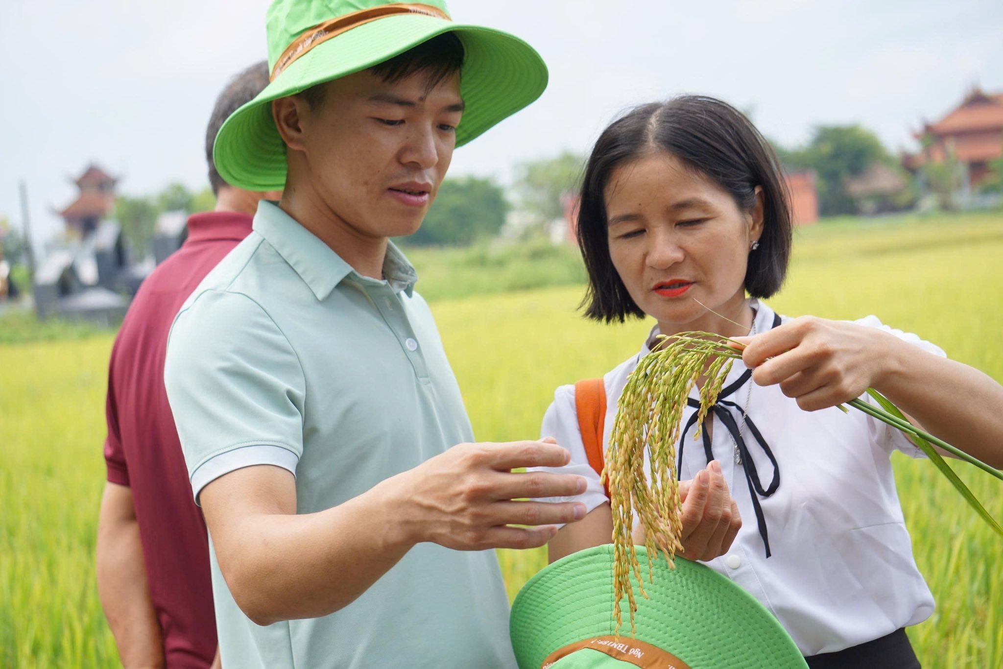 KHÔNG PHẢI NGẪU NHIÊN MÀ BÀ CON THANH HOÁ GỌI TBR97 LÀ GIỐNG LÚA “ KHÔNG CÓ ĐỐI THỦ”