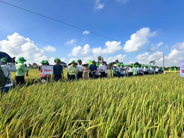 CHẮC CHẮN GIA ĐÌNH TÔI SẼ MỞ RỘNG THÊM DIỆN TÍCH TRỒNG LÚA TBR97 TRONG VỤ ĐÔNG XUÂN NÀY