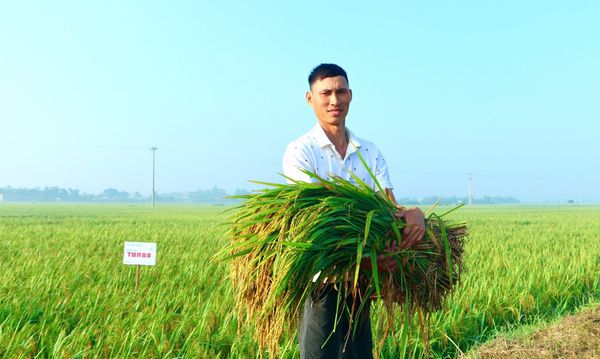 TBR88 – GIỐNG LÚA MỚI “CHẮC THÂN, DÀY BÔNG”, HIÊN NGANG GIỮA BÃO LỚN