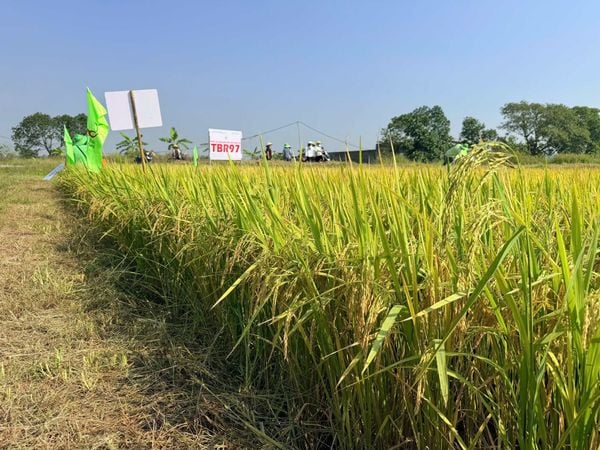 TBR97 – GIỐNG LÚA HIẾM “ĐI ĐÂU CŨNG ĐẸP”, BÀ CON VÙNG NÀO CŨNG MÊ!
