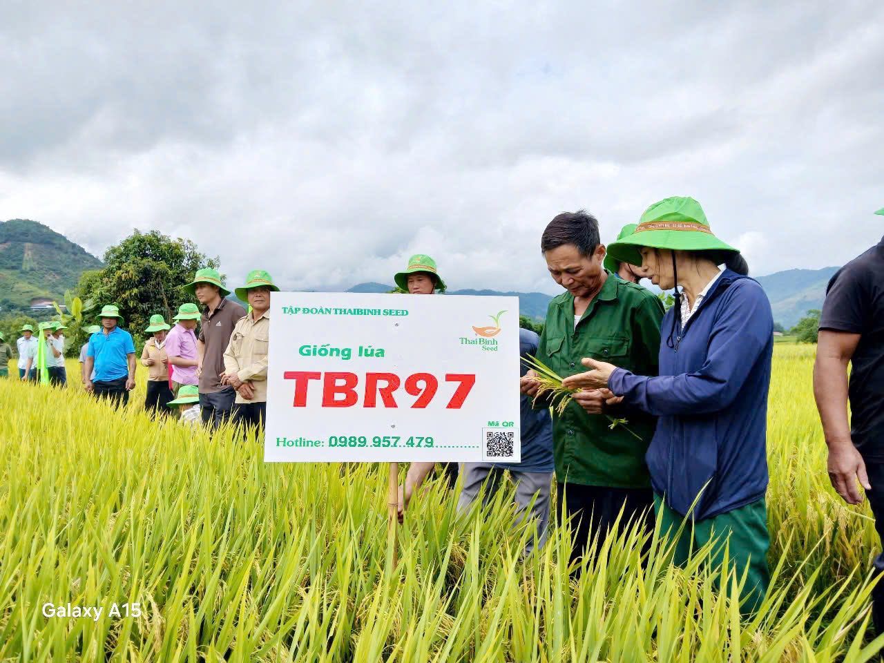 TBR97 & NẾP 87 – GIEO MÙA VÀNG BÊN DÒNG SÔNG MÃ.
