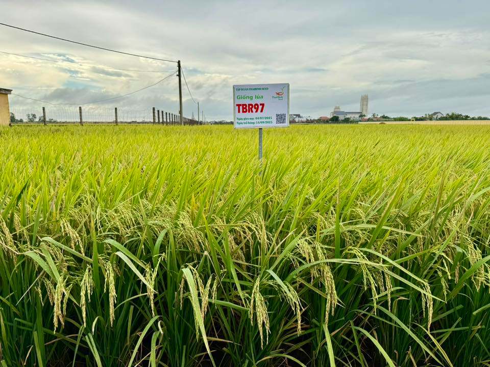 THAIBINH SEED & BỘ GIỐNG LÚA VỮNG VÀNG TRÊN MỌI CÁNH ĐỒNG VIỆT