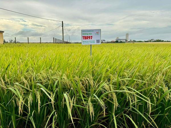 THAIBINH SEED & BỘ GIỐNG LÚA VỮNG VÀNG TRÊN MỌI CÁNH ĐỒNG VIỆT