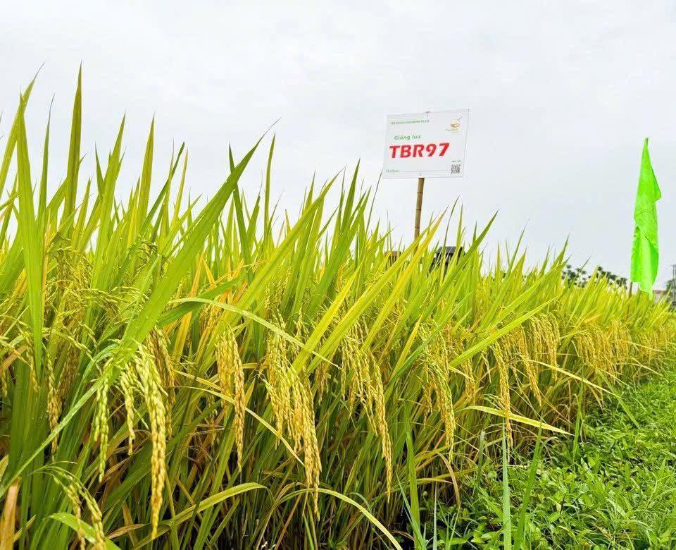 VỀ “LÀNG HỌA SĨ” NGẮM BỨC TRANH “NIỀM VUI ĐƯỢC MÙA TỪ LÚA TBR97”