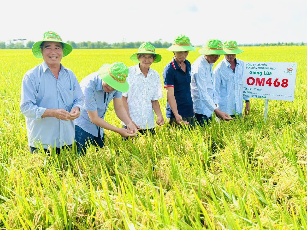 OM468 – GIỐNG LÚA HỘI TỤ ĐỦ NĂNG SUẤT, CHẤT LƯỢNG VÀ HIỆU QUẢ KINH TẾ CHO ĐỀ ÁN 1 TRIỆU HA LÚA CHẤT LƯỢNG CAO.