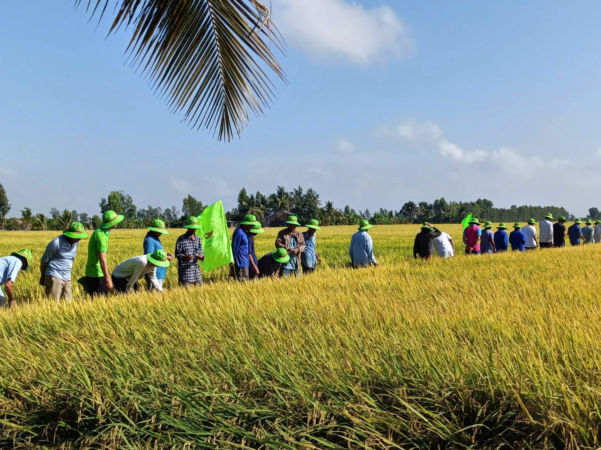 🤝”MỤC SỞ THỊ” BỘ GIỐNG LÚA TRIỂN VỌNG CỦA THAIBINH SEED TẠI ĐỒNG RUỘNG AN GIANG