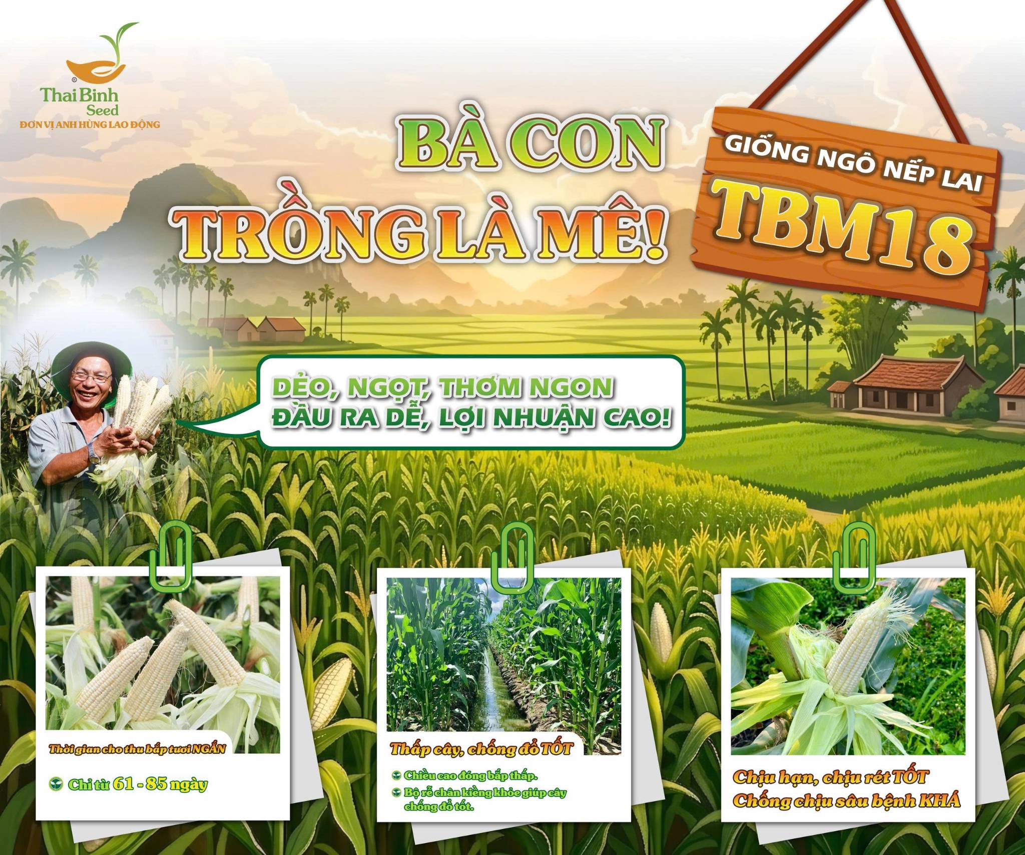 ”VỤ TRƯỚC TRỒNG THỬ- VỤ NÀY TRỒNG HẾT CẢ RUỘNG NGÔ TBM18 CÁC CHÚ Ạ”