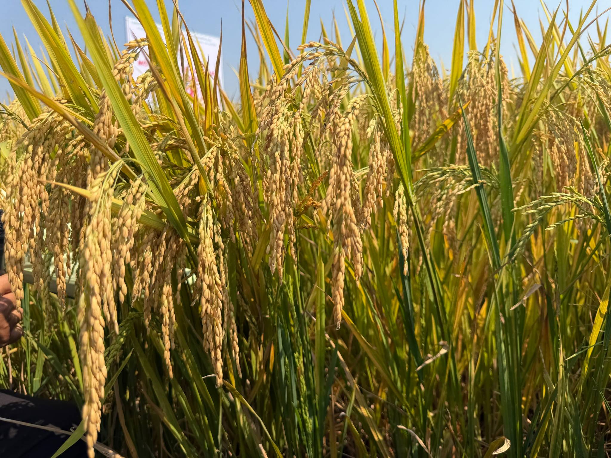 GIỐNG LÚA TBR85