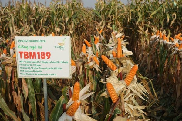 GIỐNG NGÔ LAI TBM189