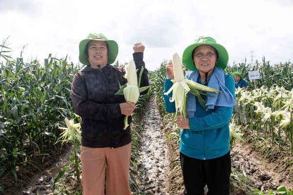 GIỐNG NGÔ NẾP LAI TBM135