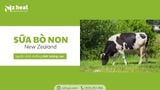 Sữa bò non New Zealand - Nguồn dinh dưỡng chất lượng cao cho sức khỏe