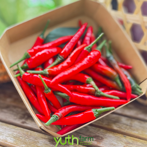 YUTH FARM – ỚT XUẤT KHẨU | ĐỐI TÁC SẢN XUẤT THEO TIÊU CHUẨN THỊ TRƯỜNG