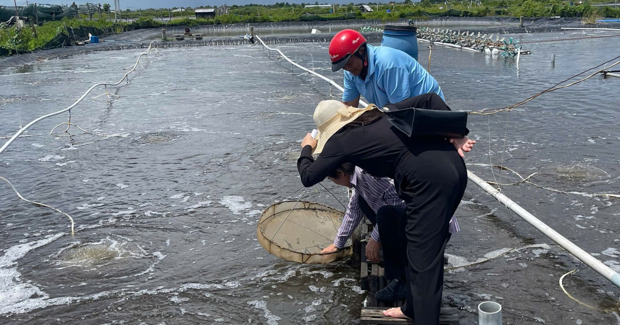 Nuôi tôm mùa nghịch bền vững – Giải pháp sinh học được Tiến Đạt Pharma chia sẻ từ thực tế ao nuôi