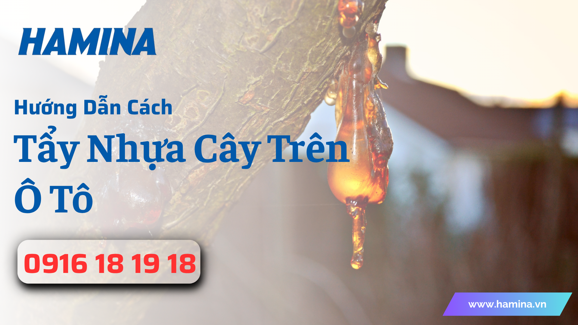 Cách Tẩy Nhựa Cây Trên Ô Tô An Toàn Cho Cả Gia Đình