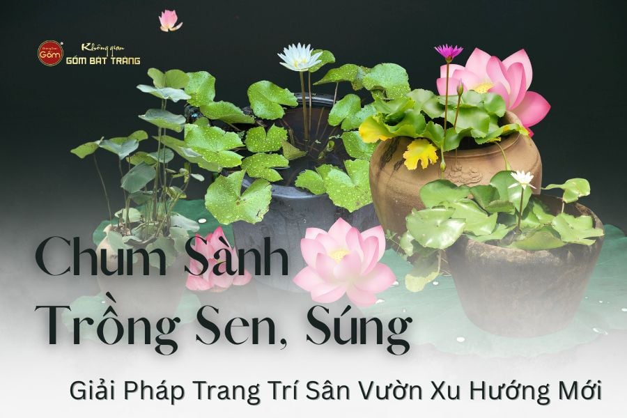 Chum Sành Trồng Sen, Súng – Giải Pháp Trang Trí Sân Vườn Xu Hướng Mới