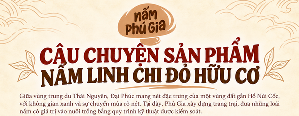 Nấm Linh chi đỏ hữu cơ Phú Gia - từ Đại Phúc, được nuôi dưỡng bằng khoa học và chuẩn mực hữu cơ.