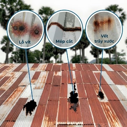 Tôn bị rỉ sét tại mép cắt và chân vít