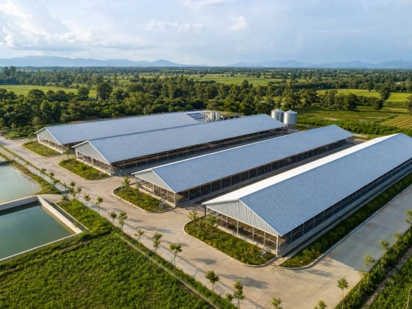 Tôn Magie cho trang trại