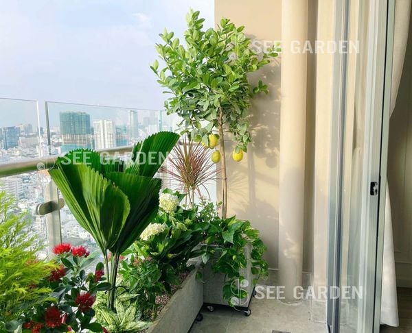 Hướng dẫn chăm sóc cho cây chanh vàng Mỹ: Cách trồng, tưới nước và bón phân đúng kỹ thuật để cây sai quả