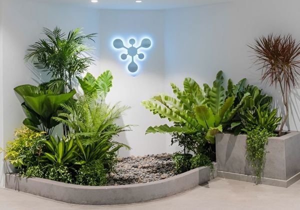 Cách chọn cây lọc không khí cho văn phòng ít ánh sáng