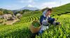 Matcha vụ xuân là gì? Bí mật phía sau mùa thu hoạch đắt giá nhất năm