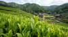 Matcha Uji: Vì Sao Là Một Trong Những Vùng Trà Nổi Tiếng Nhất?