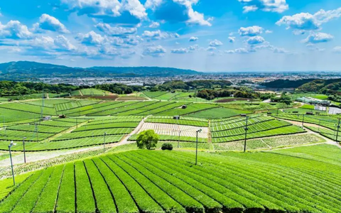Matcha Yame & Bí mật hương vị nutty