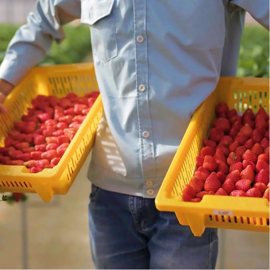 Tuyển chọn nguyên liệu