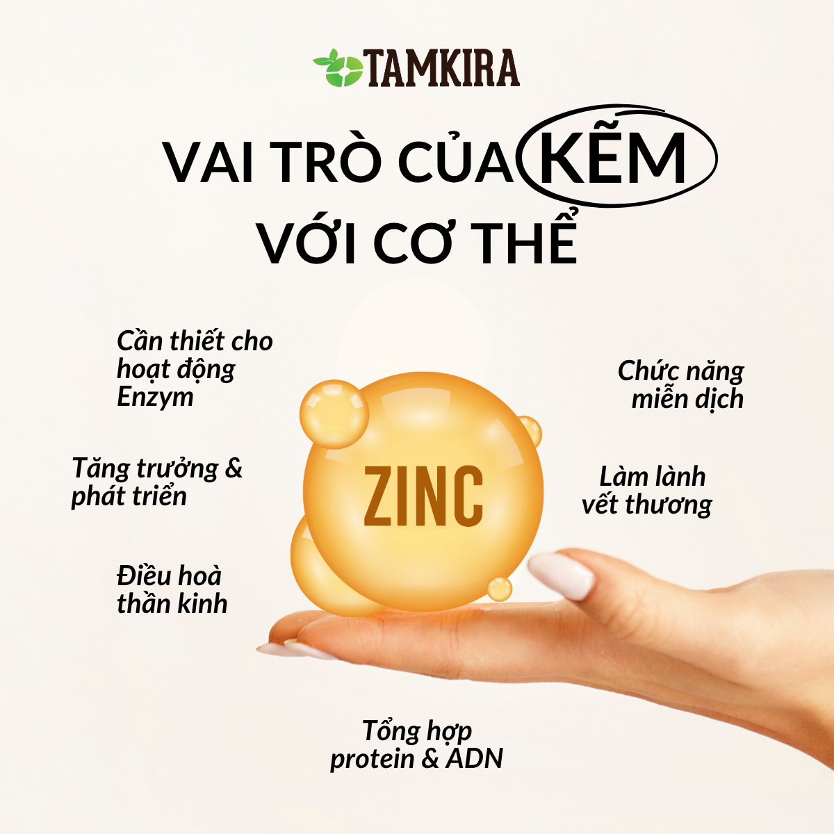 Kẽm - Người nhạc trưởng thầm lặng của cơ thể