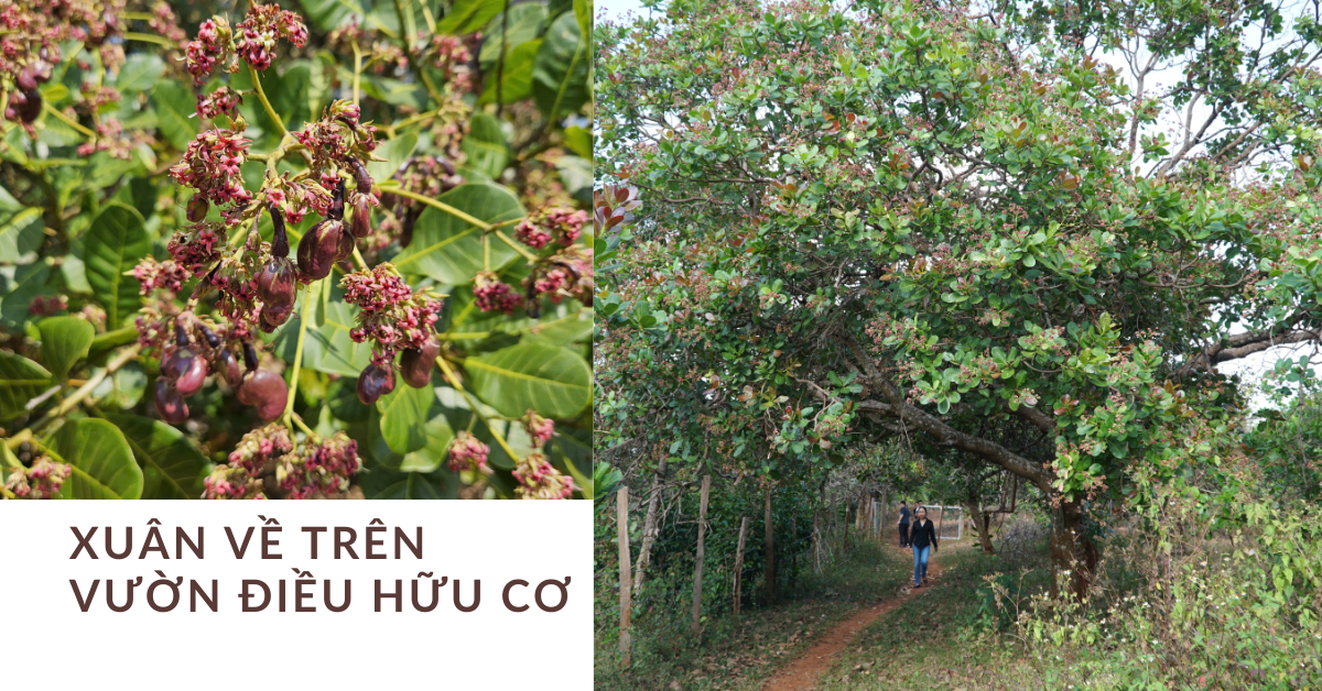 Xuân chạm ngõ trên vườn điều hữu cơ Tamkira - Mùa khởi đầu của những trái ngọt